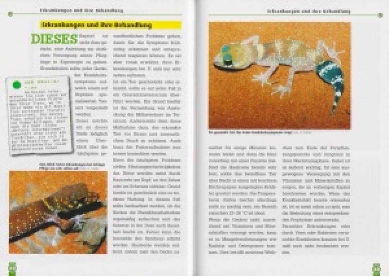 Preview: Der Australische Dickschwanzgecko